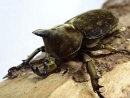 ベルティペスエボシヒナカブト(コフキカブト)幼虫