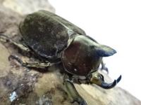 ベルティペスエボシヒナカブト(コフキカブト)幼虫　3頭セット