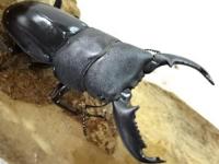 【WF1】バンガイヒラタクワガタ(ヒラタクワガタ原名亜種)幼虫