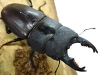 【WF1】【ミンダナオ産】タウルスヒラタクワガタ(cribriceps)幼虫　3頭セット