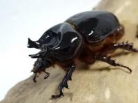 【WF1】トリコルニスハビロマルカブト幼虫