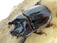 【WF1】トリコルニスハビロマルカブト幼虫　3頭セット