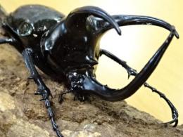 【WF1】モーレンカンプオオカブト幼虫　3頭セット