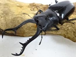 【WF1】ギラファノコギリクワガタ(マキタイ)幼虫　3頭セット