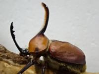 ゴロファガウジョンssp.幼虫　3頭セット