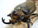 ノゲイラゾウカブト幼虫　3頭セット