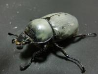 【WF1】グラントシロカブト幼虫　3頭セット