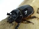 【WF1】トリコルニスハビロマルカブト幼虫　3頭セット