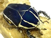 ウガンデンシスオオツノカナブン幼虫(ブルー)
