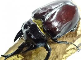 【ウカヤリ産】レックスゾウカブト(アクティオンゾウカブト)幼虫　3頭セット