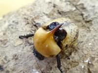 【WF1】ムネツノダルマコガネ(ハニントン)幼虫　4頭セット