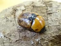【WF1】ムネツノダルマコガネ(ハニントン)幼虫　4頭セット