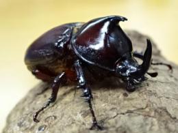 【WF1】オーベルチュールトゲアシナガサイカブト幼虫
