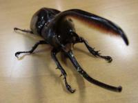【WF1】ネプチューンオオカブト幼虫　3頭セット