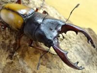 【WF1】ウムハンギノコギリクワガタ幼虫　3頭セット