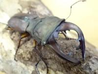スペキオススホソアカクワガタ幼虫 3頭セット