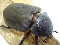 【WF1】【パラワン産】フィリピンアトラス幼虫　3頭セット