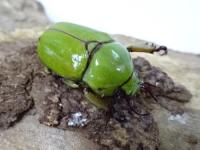 クワガタコガネ(ドヘルティ)幼虫