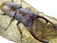 【WF1】アスタコイデスノコギリクワガタ(エラフス)幼虫　3頭セット