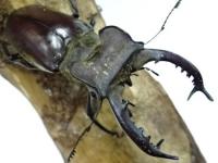 【WF1】タカサゴミヤマクワガタ幼虫　6頭セット