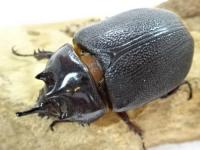 【WF1】【コスタリカ産】コルベヘラヅノカブト(コルベヒサシサイカブト)幼虫　3頭セット