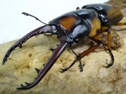 【WF1】サバゲノコギリクワガタ幼虫　3頭セット