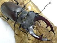 【WF1】【ハンガリー産】ヨーロッパミヤマクワガタ(ケルブス)幼虫　3頭セット