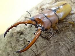 【WF1】アスタコイデスノコギリクワガタ(原名亜種)幼虫　3頭セット