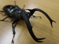 【WF1】ディディエールシカクワガタ幼虫5頭セット