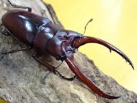 【WF1】アスタコイデスノコギリクワガタ(カスタネウス)幼虫　3頭セット