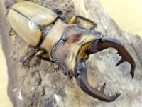【WF1】アラガールホソアカクワガタ幼虫　3頭セット