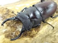 【WF1】スペンスノコギリクワガタ幼虫　3頭セット