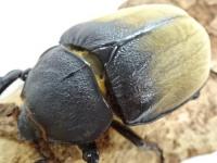ギアスゾウカブト(旧ルンバッシャー)幼虫