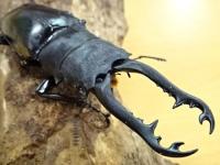 【WF1】ギラファノコギリクワガタ(ボロブドゥール)幼虫　3頭セット