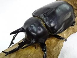 【エクアドル産】アクティオンゾウカブト(レックスゾウカブト)幼虫　3頭セット
