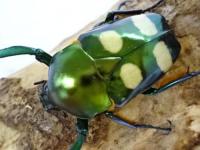 ラッケリーテナガカナブン(オオテナガカナブン)幼虫
