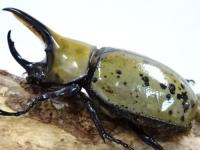 ミヤシタシロカブト幼虫
