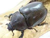 【WF1】オキナワカブト幼虫　3頭セット