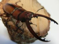 【WF1】アスタコイデスノコギリクワガタ(ドゥベルナルド)幼虫