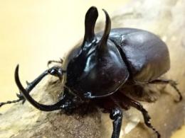 【WF1】ビルマニクスゴホンヅノカブト幼虫　3頭セット