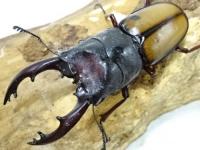 【WF1】ウムハンギノコギリクワガタ幼虫　3頭セット