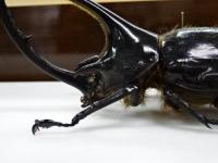 【WF1】ネプチューンオオカブト(ローチ)幼虫　3頭セット