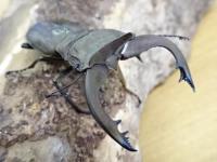 【WF1】スペキオススホソアカクワガタ幼虫　3頭セット