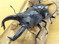 【WF1】【オムコイ産】パリーフタマタクワガタ(ディロレイ)幼虫　3頭セット