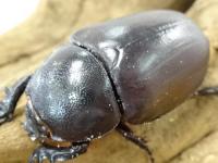 【WF1】シャムゴホンヅノカブト(タイゴホンヅノカブト)幼虫　3頭セット