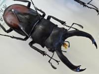 【WF1】パリーフタマタクワガタ(エロンガトゥス)幼虫　3頭セット