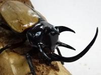 【WF1】ゴホンヅノカブト幼虫　3頭セット