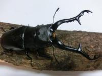 ギラファノコギリクワガタ(ケイスケ)幼虫　3頭セット