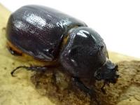 【WF1】ルギコリスヘラヅノカブト幼虫　3頭セット