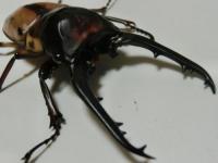 ファブリースノコギリ(タカクワイ)幼虫　3頭セット